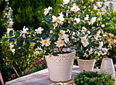 Camellia sasanqua 'Ginryo' (camellia) with fragrant white flowers
