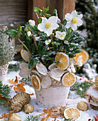 Helleborus niger (Christmas rose) decorated with citrus