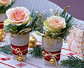 Rosa 'Duett' (Rosen), einzelne Blüten mit Pinus (Kiefer)