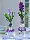 Hyacinthus 'Splendor Cornelia' 'Purple Sensation' (Hyazinthen) auf Gläser