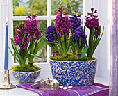 Hyacinthus (Hyazinthen) in gemusterten Schalen am Fenster