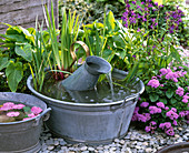 Small water feature, old zinc pans and zinc can