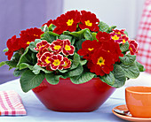 Primula acaulis (spring primrose) in red bowl
