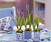 Muscari (grape hyacinth) in blue and white tin cans