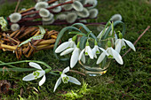Glass with galanthus (snowdrop) on moss
