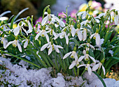 Galanthus nivalis (snowdrop)
