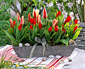 Tulipa greigii 'Authority' and Praestans 'Fusilier' (Wild Tulips)