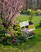 Bench on spring bed with Prunus sargentii (Scarlet Cherry)
