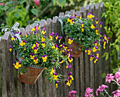 Viola cornuta (horn violet) hung in clay pots on garden fence