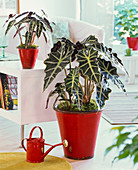 Alocasia, in red pot on the ground, watering can