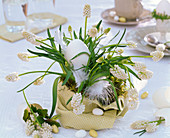 Muscari as easter nest with egg and feathers, sugar eggs