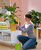 Woman cleaning Dieffenbachia 'Reflector' leaves