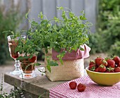 Fruit Herbal Mentha species in basket, Fragaria