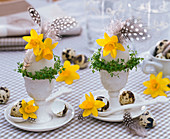 Narcissus (Narzissen) in ausgeblasenen Eiern als Vasen auf Bett aus Lepidium