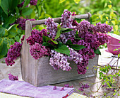 Arrangement from Syringa (lilac) in basket