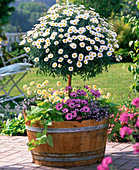 Argyranthemum 'Stella 2000' (marguerite) stem underplanted