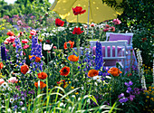 Flowerbed with Papaver orientale (perennial poppy) and Delphinium