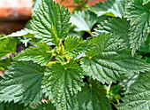 Urtica dioica (large stinging nettle)