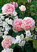 Rosa 'Sharifa Asma' (English rose), intense fruity scent