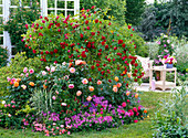 Rose 'Flaming Dance' (climbing rose), 'Belvedere' (shrub rose)