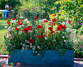 Blue metal box planted red-white