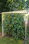 Mini - Tomatenhaus aus Folie