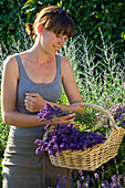 Woman with freshly harvested lavandula (lavender) in wicker basket
