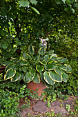 Pot with Hosta in the shade under tree