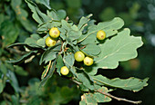 Oak sappi Quercus (tammi)