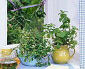 Mentha in jugs, teapot with herbal tea