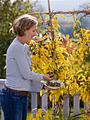 Actinidia arguta 'Issai' (Kiwi, Stahlengriffel) in Herbstfärbung