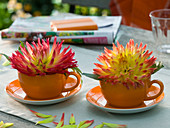 Dahlia 'Aloha' in orange cups