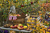 Freshly harvested Malus (apple), Cydonia (quince) and Corylus