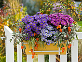 Aster dumosus 'Sapphire', 'Blue Lapis', 'Pink Topaz'