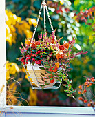 Hanging basket with Hypericum moserianum 'Tricolor' (St. John's wort)