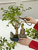 Cut back the room bonsai
