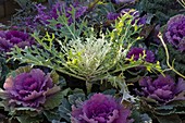 Brassica (ornamental cabbage) different varieties in the bed