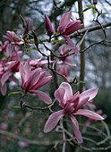Magnolia liliiflora 'Nigra' (Purpur - Magnolie)