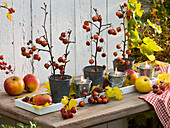 Malus (apple and ornamental apple) in tin cups and on coasters