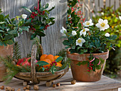 Helleborus niger (Christmas rose) in clay pots, basket of citrus