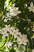 Jasminum azoricum (wood jasmine)