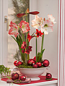 Hippeastrum, large and small varieties