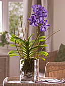 Vanda 'Blue Magic' (tropical orchid)