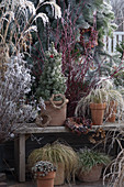 Wintery pot arrangement on the terrace