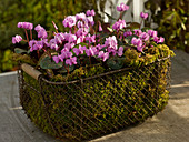 Cyclamen coum (spring cyclamen) in wire basket with moss