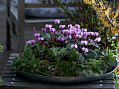 Cyclamen coum with moss on zinc shell