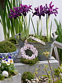 Iris reticulata in metal jardiniere, small flowers wreath