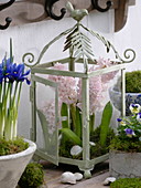 Hyacinthus with moss planted in lantern, Iris reticulata