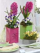 Hyacinthus 'Pink Pearl' (Hyazinthen), Viola cornuta Sorbet 'Coconut Duett'