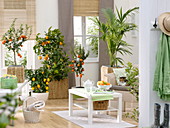 Living room with Citrus limon (lemon), Citrus sinensis (orange)